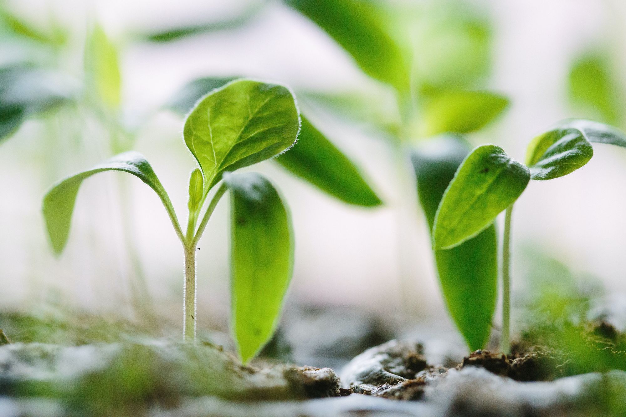 Seedlings growing in soil