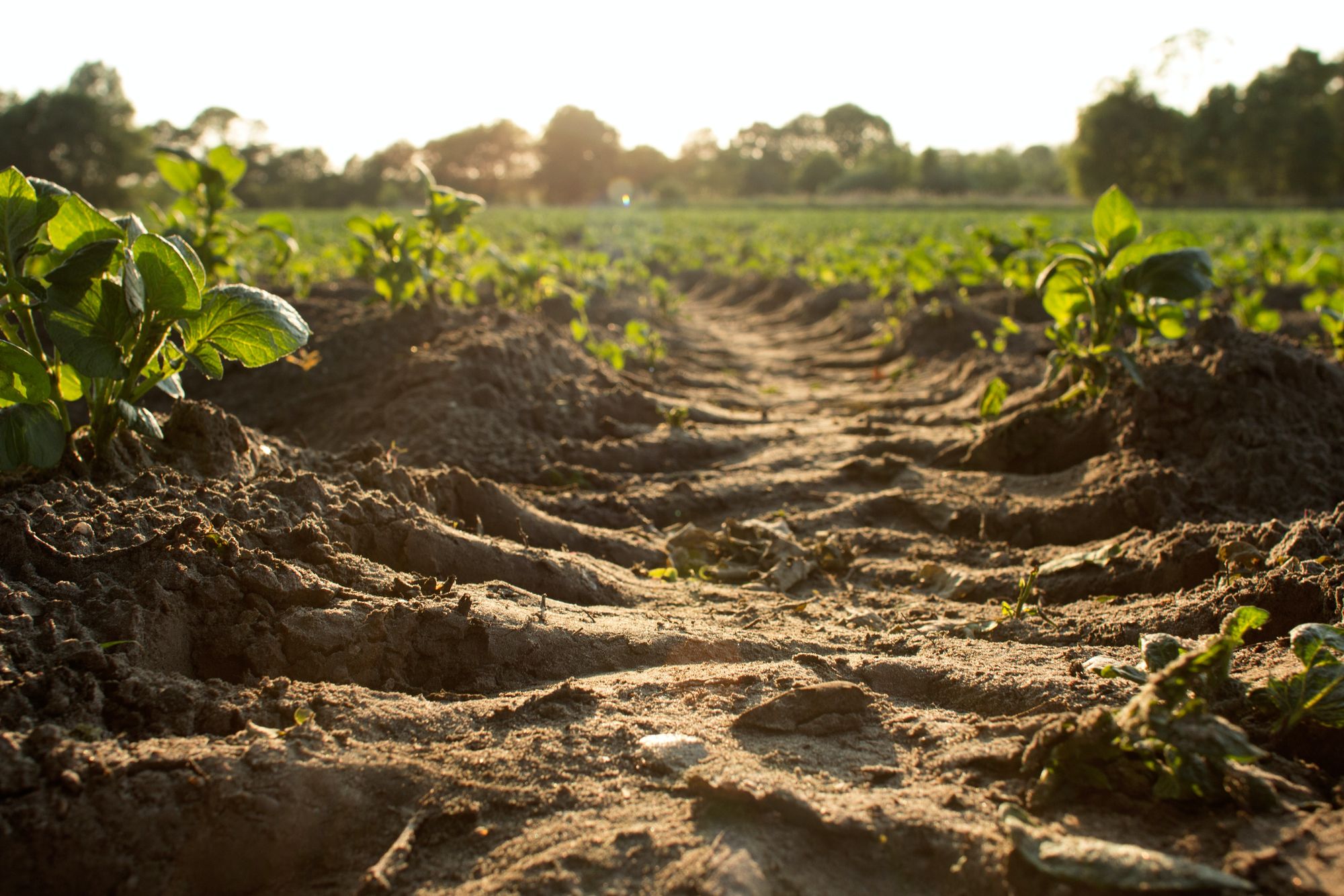 A deeply grooved tire track making its way through a green farm field