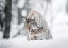 Lynx in a snowy forest scape, licking its paw